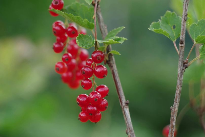 НІДЕРЛАНДИ, збір порічок